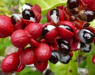 Guarana